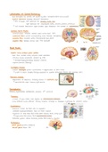 NEUROANATOMY