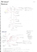 Blood vessels of gastrointestinal system