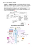 DISTINCTION - BTEC Applied Science Unit 9 LA A Learning aim A: Understand the interrelationship and nervous control of the cardiovascular and respiratory systems