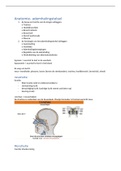 anatomie en fysiologie ademhalingstelsel