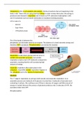 The glycolysis process and the Krebs cycle