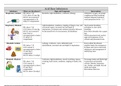 Acid Base Imbalances