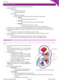 Urogenitaal stelsel (urinair + genitaal stelsel)