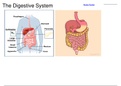 Digestive system