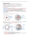 CIE A level Biology notes on unit o7 - Transport in Plants