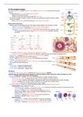 CIE A level Biology notes on unit o8 - Transport in Mammals