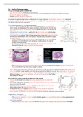 CIE A level Biology notes on unit o9 - Gas Exchange 