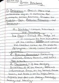 Brain Anatomy Notes