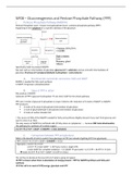 NP08 & NP09: Lectures 8 & 9 Nutritional Physiology: Gluconeogenesis and Pentose Phosphate Pathway (PPP) +  Amino acid catabolism: N and C metabolism