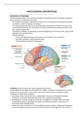 Samenvatting  Centraal zenuwstelsel