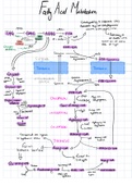 Regulation of fatty acid metabolism and synthesis summarised