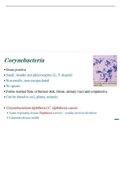 Corynebacterium diphtheria