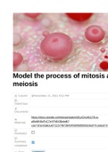 Model_the_process_of_mitosis_and_meiosis