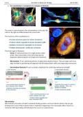 The cytoskeleton is composed of a network of filaments 