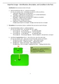 Spanish Ch 10 Imperfect Usage- Ident, Description, and Condition in the Past