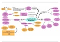 mindmap  Staats- En Administratief Recht