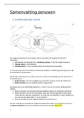 Volledige samenvatting zenuwen!