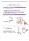 samenvatting ademhalingsstelsel 