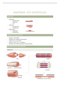 samenvatting spierstelsel + link QUIZLET