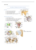 Samenvatting pathologie van het bewegingsapparaat 