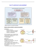 Samenvatting Les 9 neurofysiologie: autonoom zenuwstelsel (2021-2022)