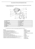 Male Reproductive System