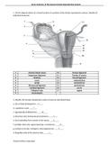 Female reproductive system Notes