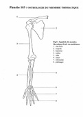 Osteologie du membre thoracique.