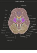 Labeled Cranial Nerves of the Human Brain