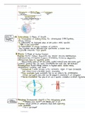 The Cell Cycle (Chapter 10.2)