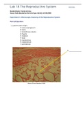  BIO202L Lab 18 The Reproductive System[ALREADY PASSED]