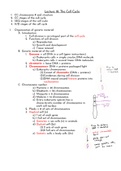 Biology Chapter 10 - The Cell Cycle