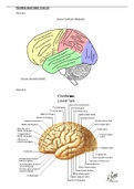 Overzicht figuren anatomie CZS