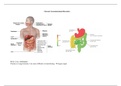 Chronic Gastrointestinal Disorders in Primary Care