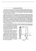 Planaria & Bipalium