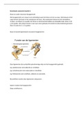 Samenvatting anatomie fysiotherapie leerjaar 1 kwartiel 2