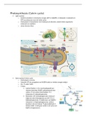 Samenvatting DT1 PMO planten