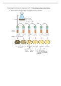 Exam (elaborations) Microbiology 