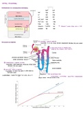 MCAT Kidney