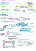 IEB Life Sciences Simple Summary: Life at Molecular level