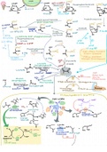 Metabolic Pathway 