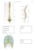 Anatomie botten ter hoogte van de romp