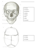 Anatomie schedel