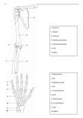 Anatomie botten schouder, arm en hand