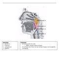 Anatomie en fysiologie van de keelholte