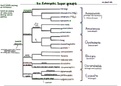 Biology 116 Phylogenies