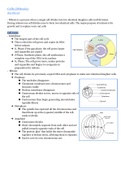 The Process of Mitosis (Biology)