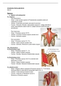 Anatomie van de Schouder en Arm - Werk-Sport-Hobby 