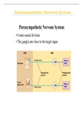 Parasympathetic Nervous System