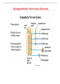 Sympathetic Nervous System